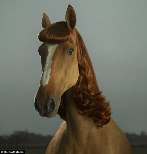 In Australia, Florence the horse looks demure with her fringe and ginger man